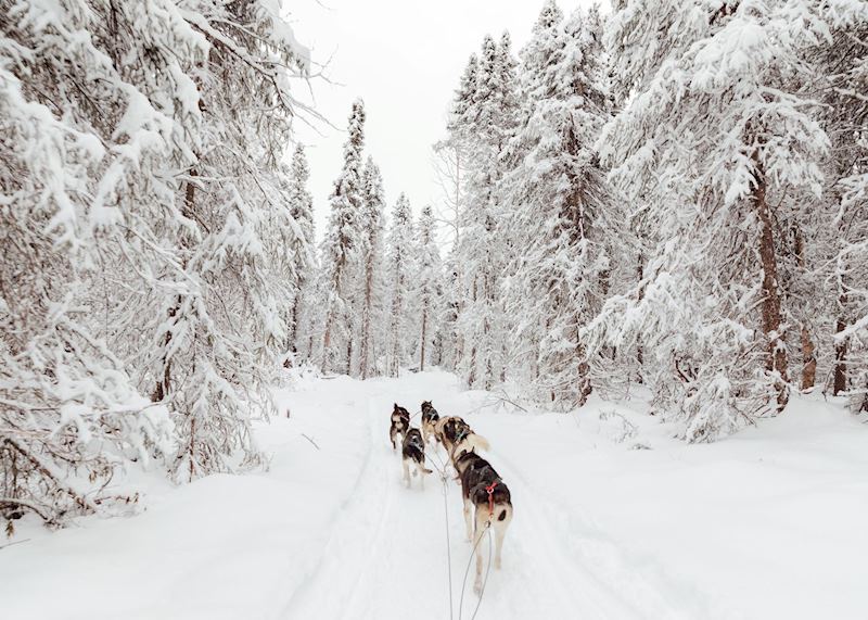 Full Day Dog Sledding Experience, Anchorage