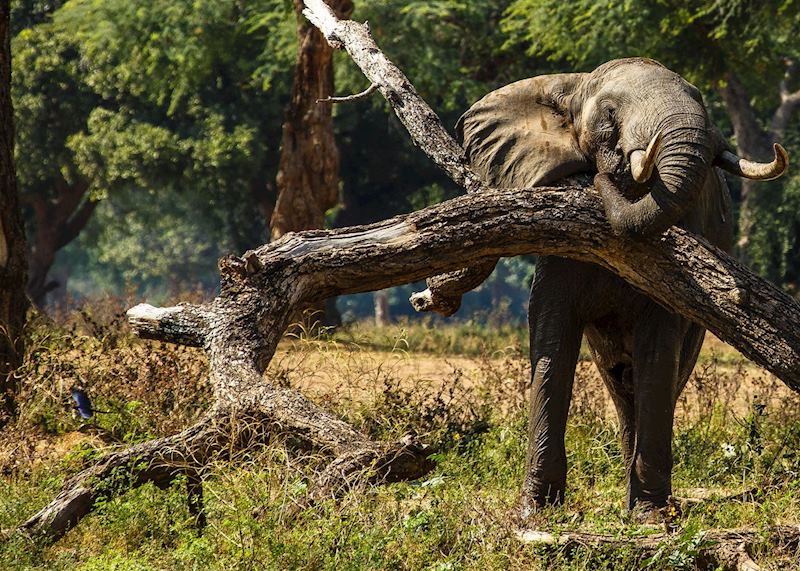 Elephant, Mana Pools National Park