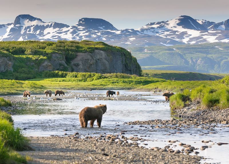 Bears in Katmai National Park, Alaska