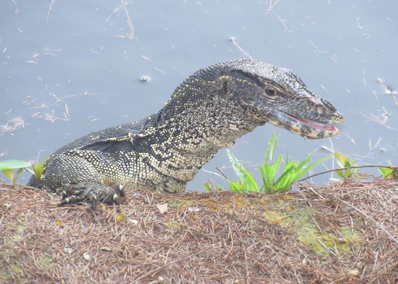 Monitor Lizard 