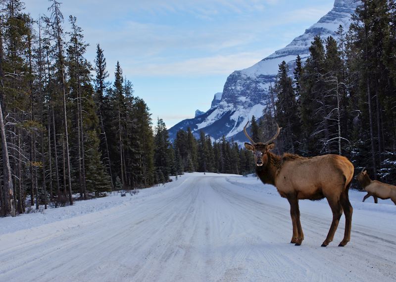 Elk bull on the Icefields Parkway in the snow, the Rocky Mountains