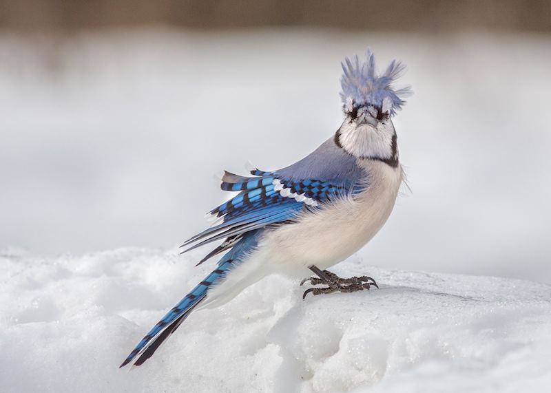 Blue Jay in Toronto, Ontario