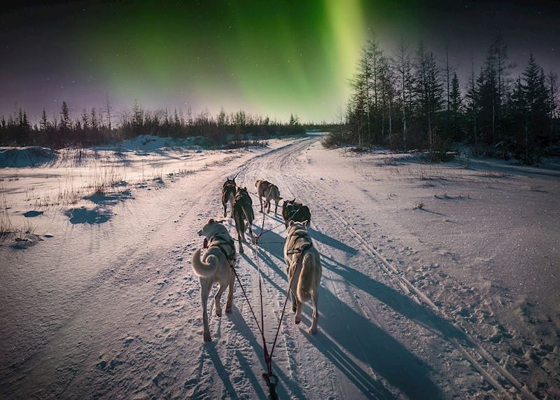 Dog-sledding under the northern lights, near Whitehorse