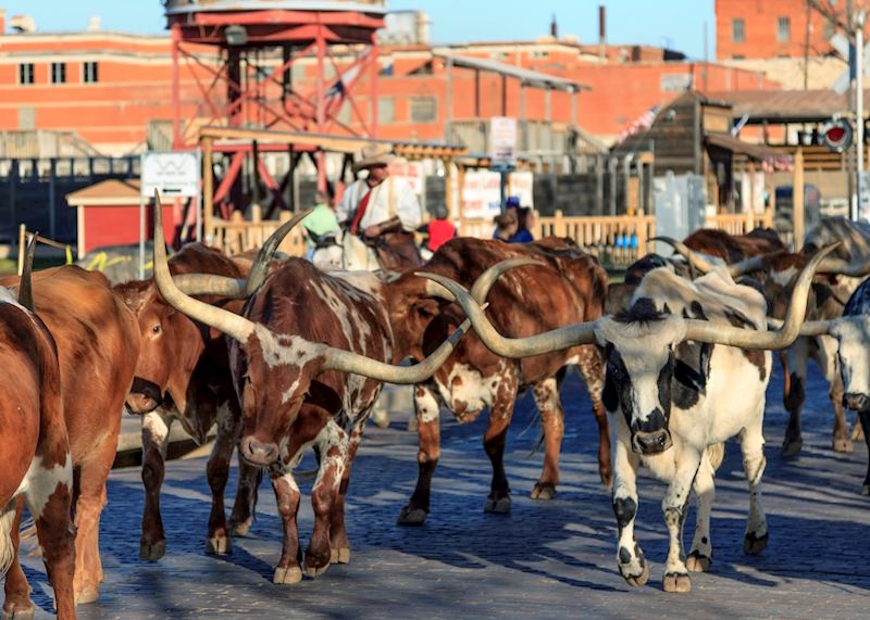 Famous Fort Worth Cattle Drive