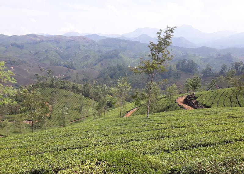 Letchmi Hills trek , Munnar