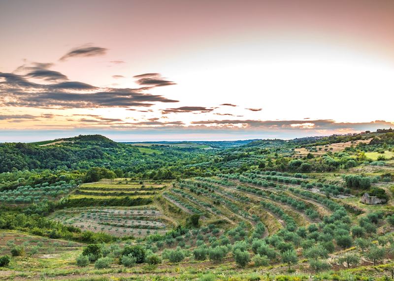 Terraced hills, Istria