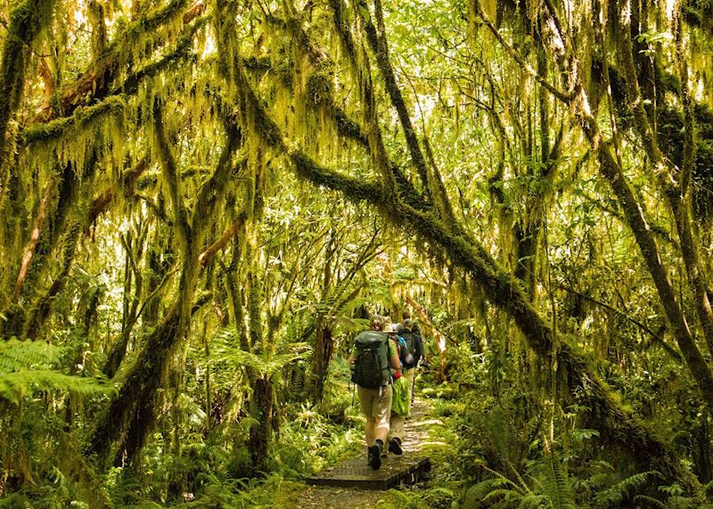 Forests around the Milford Track