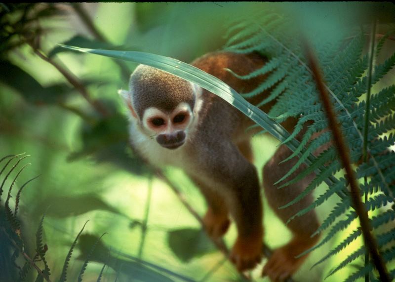 Monkey in the Amazon, Ecuador