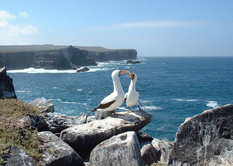 Masked boobies on Espanola Island, Galapagos Islands