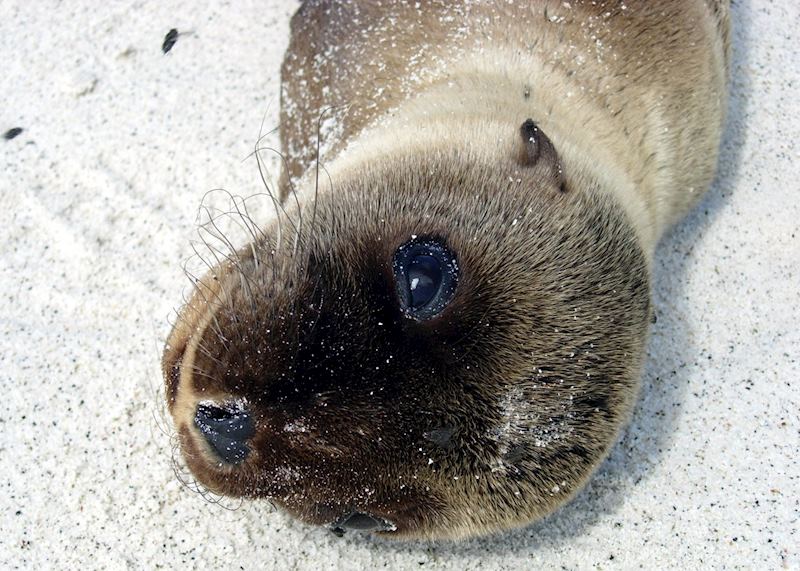 Sea lion pup, Galapagos Islands