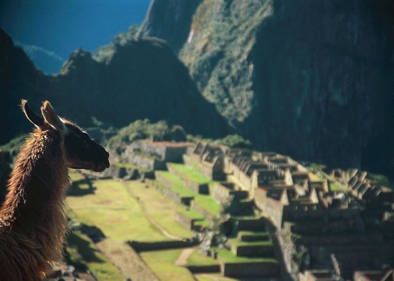 Llama at Machu Picchu, Peru