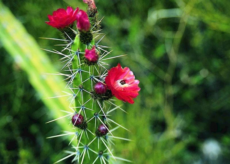 Flower, Sacred Valley