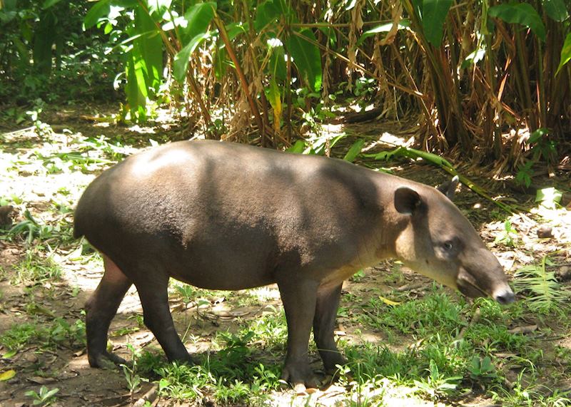 Tapir in the Corcovado National Park, Costa Rica