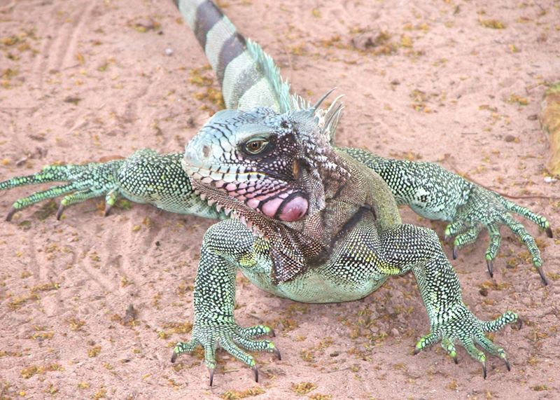 Iguana, Los Llanos
