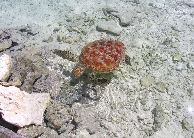 Turtles in Moorea