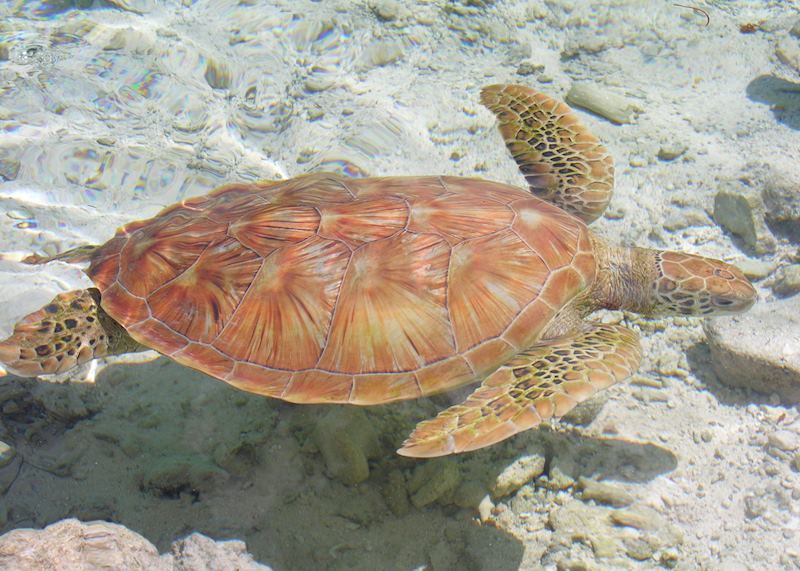 Turtles in Moorea