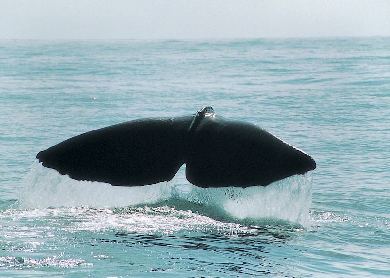 Whale fluke, Kaikoura