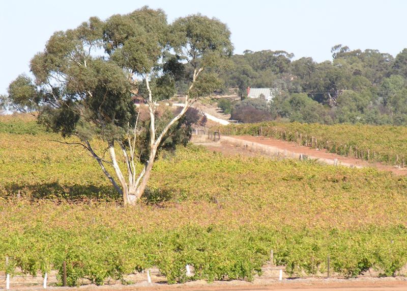 Barossa Valley, Australia