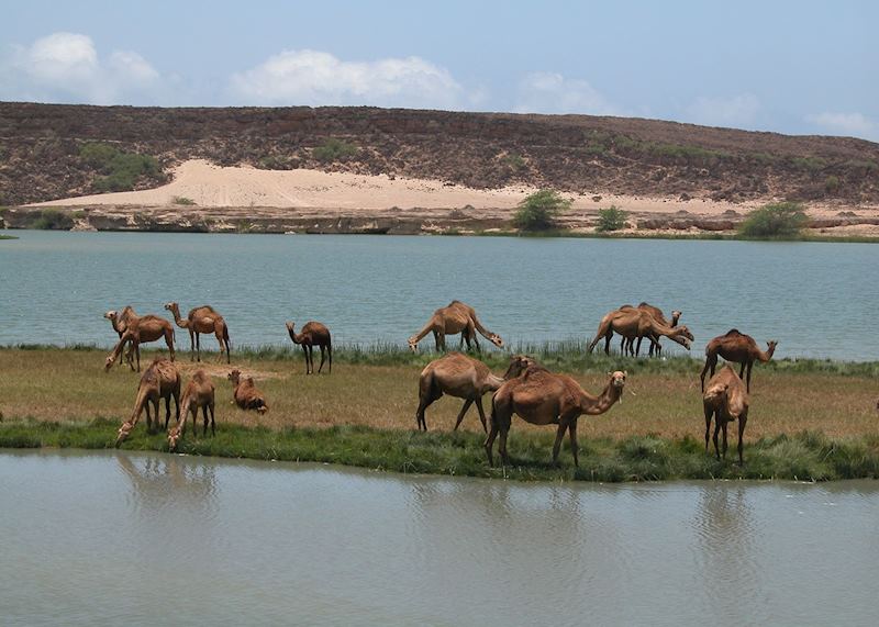 Camels in lagoon