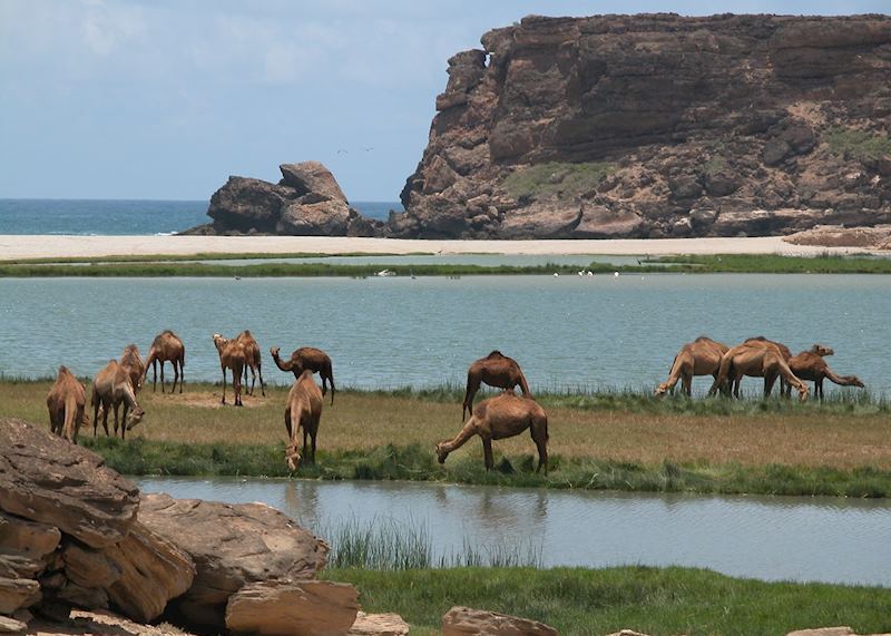 Camels in lagoon near Samhuram