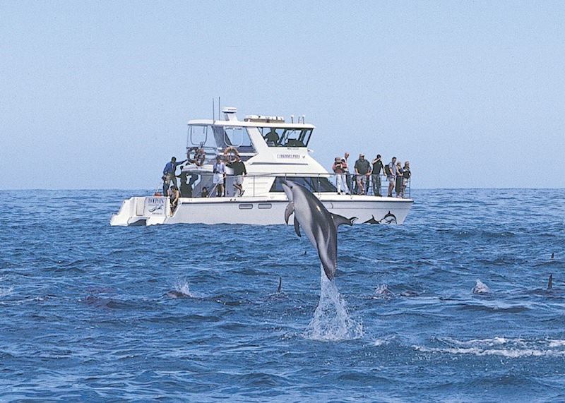 Leaping dusky dolphin, Kaikoura