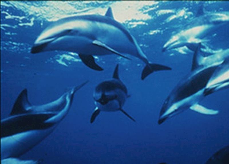 Dusky dolphins, Kaikoura