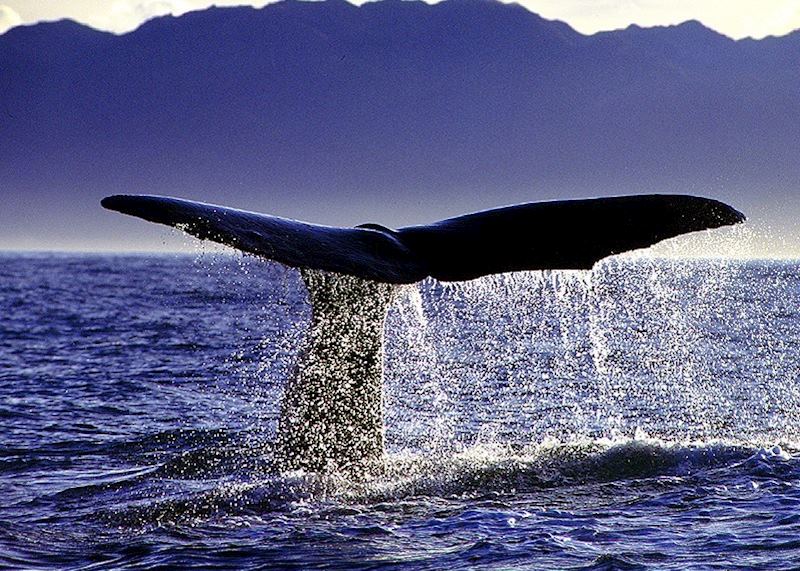 Whale fluke, Kaikoura