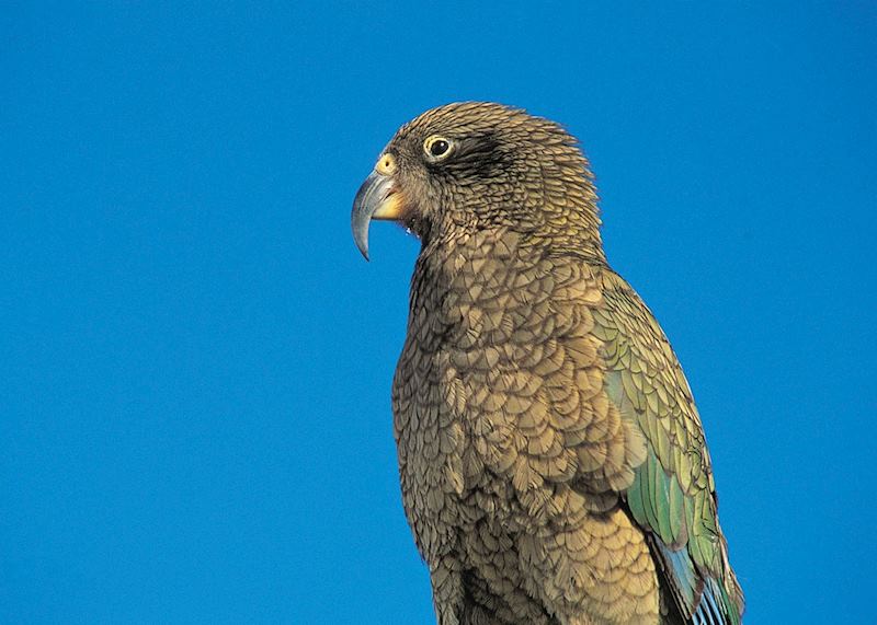 Cheeky Kea, New Zealand