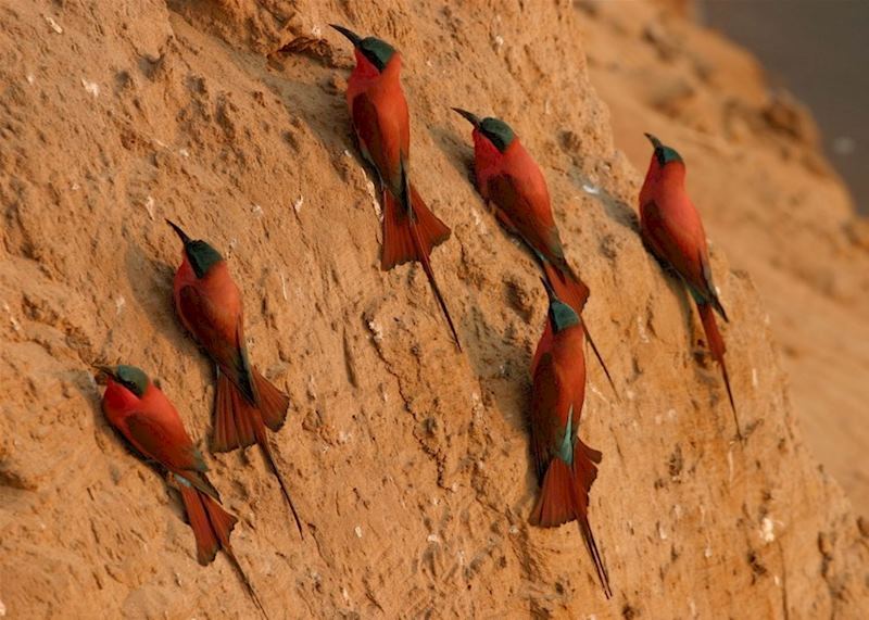 Carmine bee-eater colony