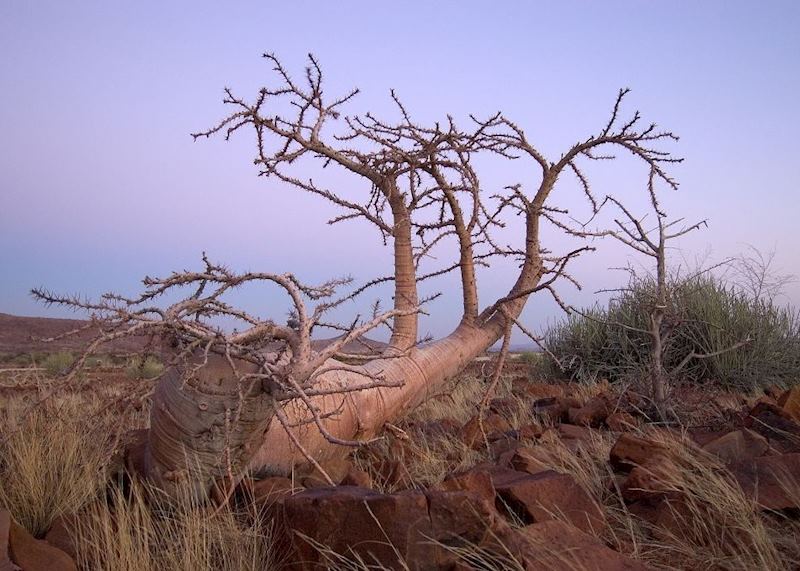 Bottletree, Damaraland