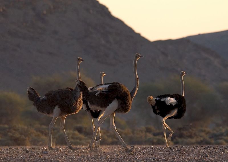 Ostrich in Damaraland