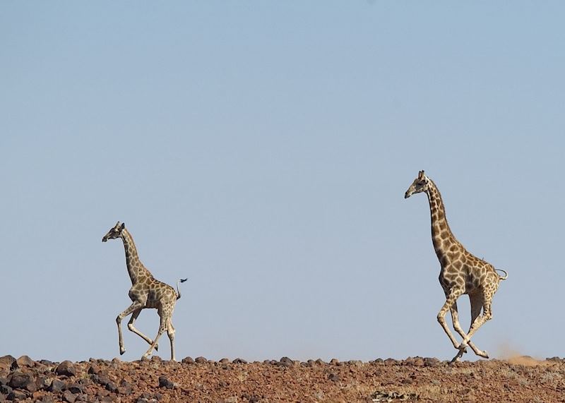 Giraffe, Damaraland