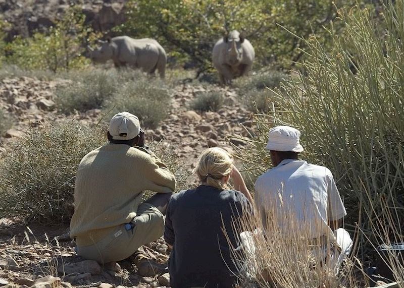 Tracking black rhino on foot