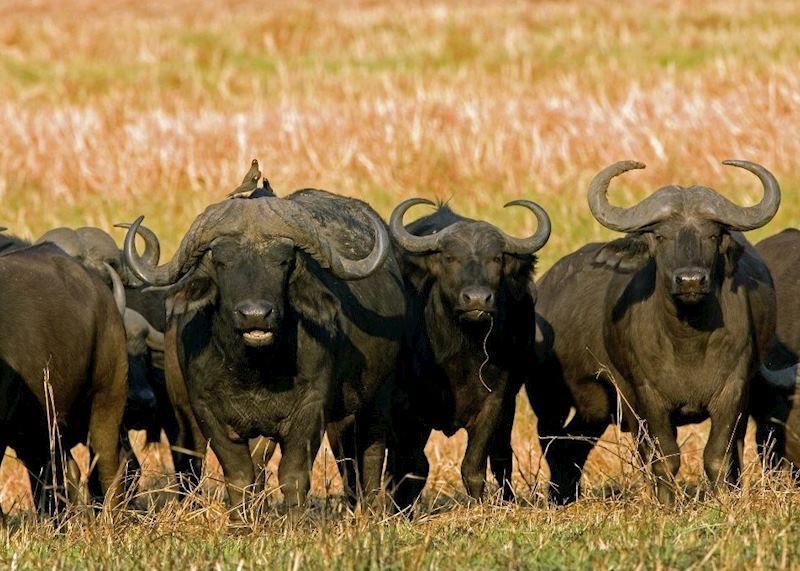 Buffalo with oxpeckers