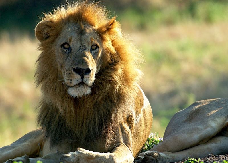Male lion in the Lower Zambezi
