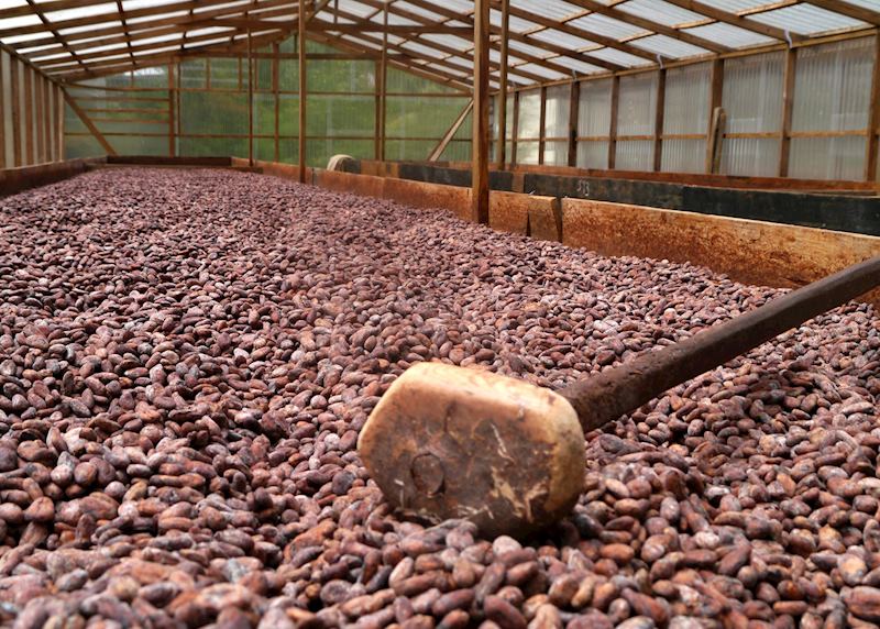 Cocoa drying, Belmont Estate