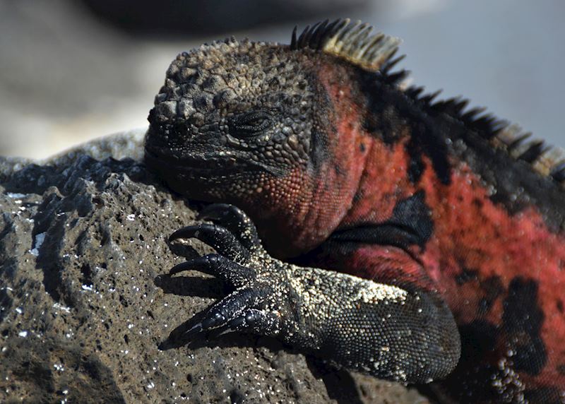 Red and black marine iguana, Galapagos Islands