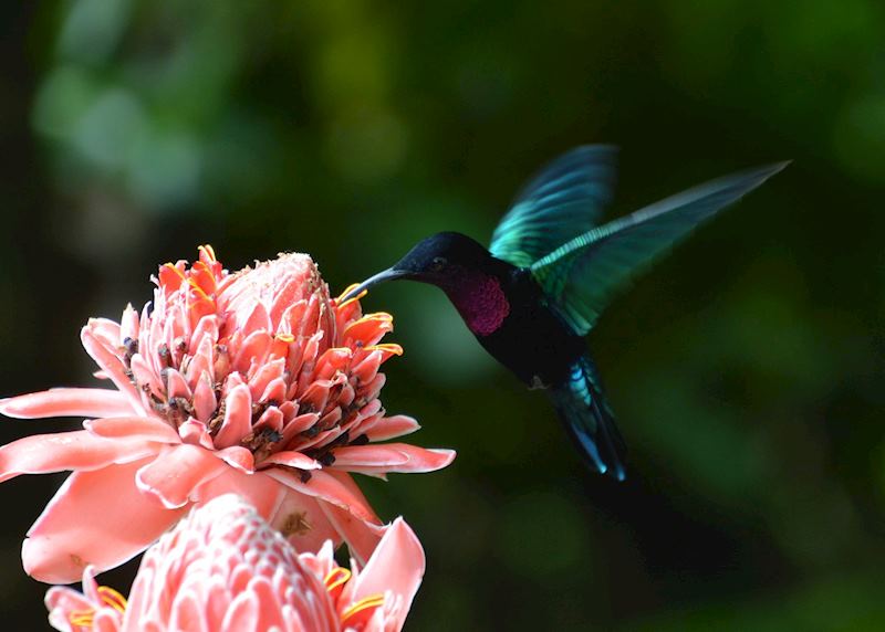 Purple-throated carib, Saint Lucia