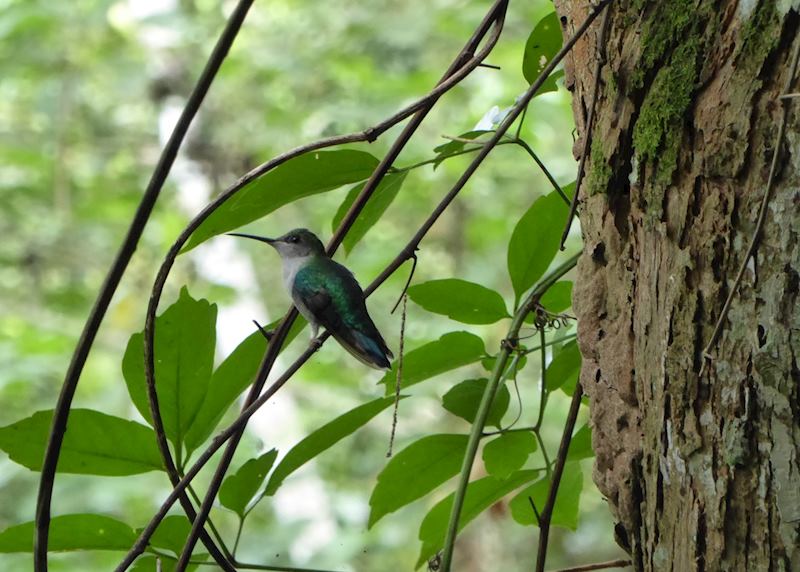 Humming bird at the Rainforest Discovery Centre