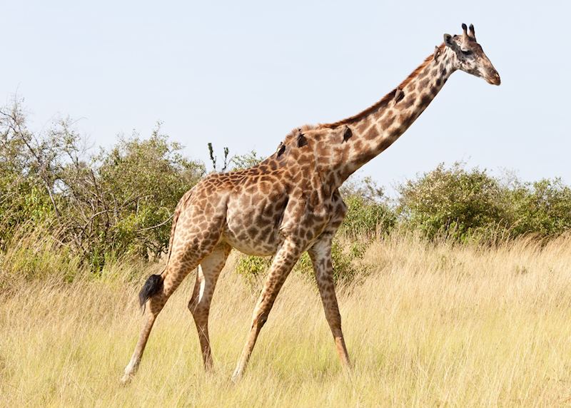 Giraffe in the Serengeti