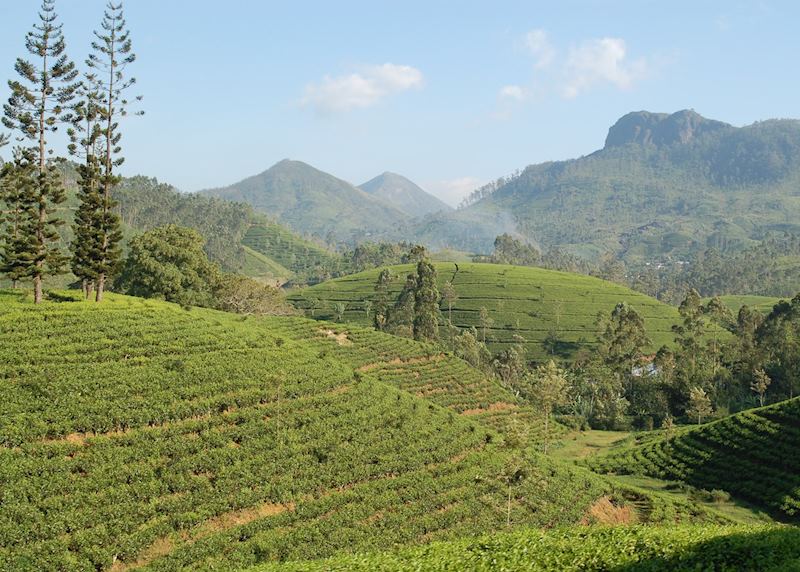 Tea Plantations in Sri Lanka