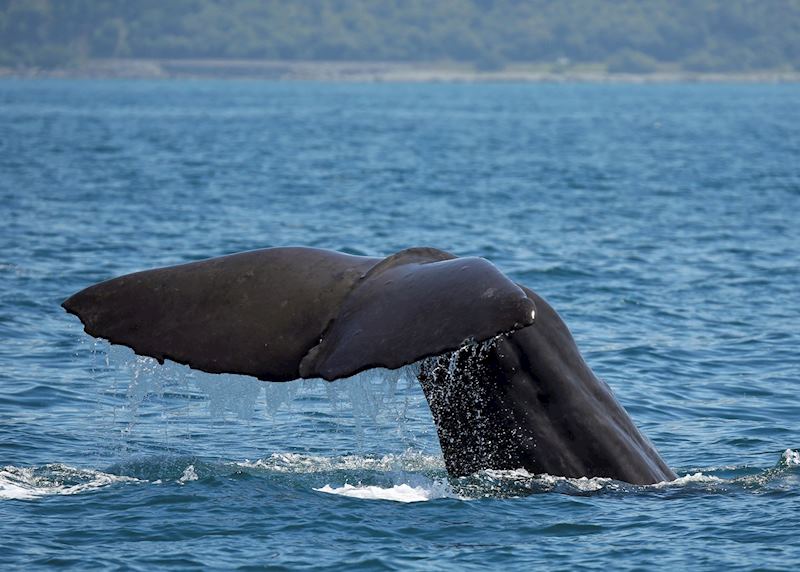 Sperm whale, Kaikoura