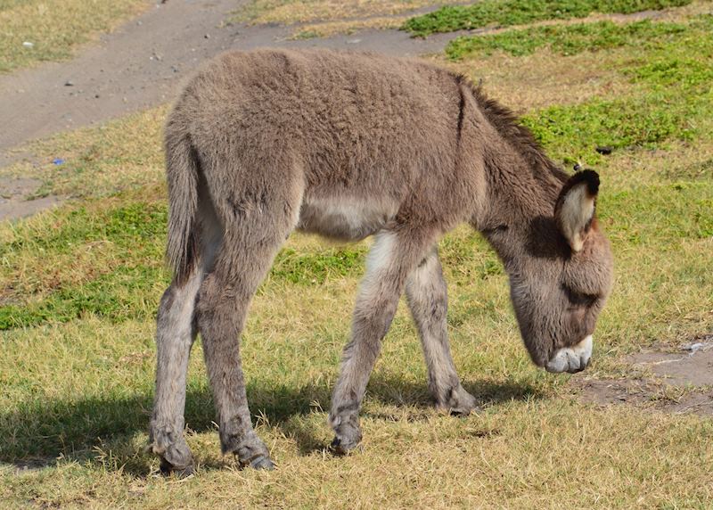Baby Donkey, St Kitts & Nevis