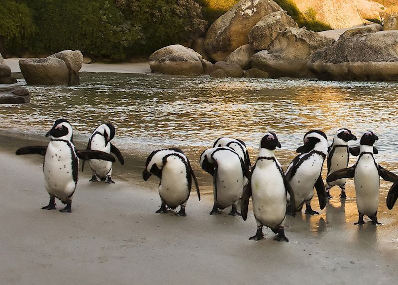 Penguins at Boulders Beach