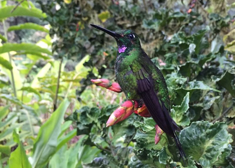 Hummingbird, Mashpi