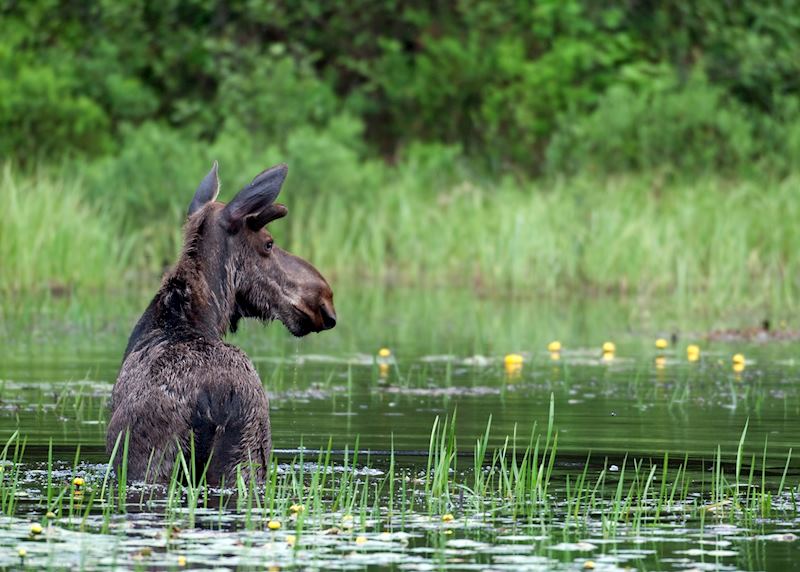 Algonquin Provincial Park