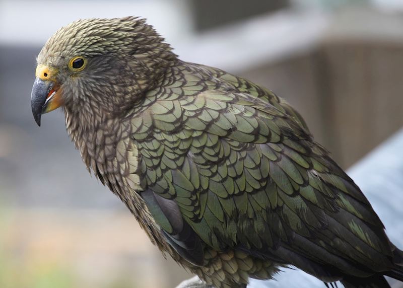 Kea on New Zealand's South Island