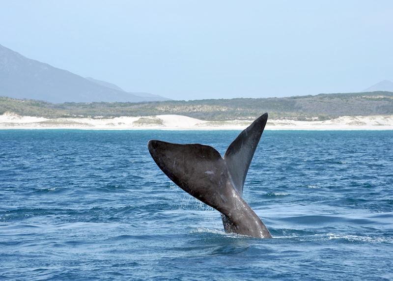 Whale, Hermanus