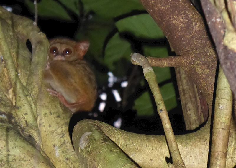 Tarsier, Tangkoko National Park