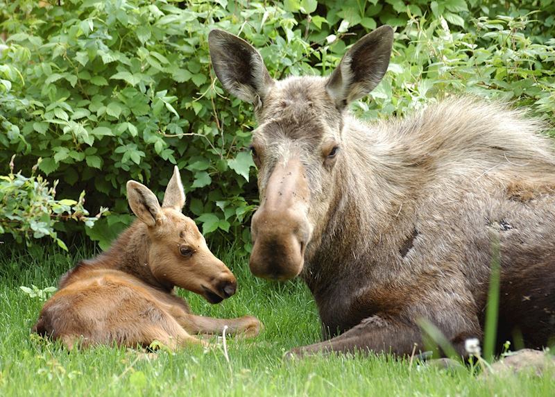 A cow moose and her calf, near Denali National Park
